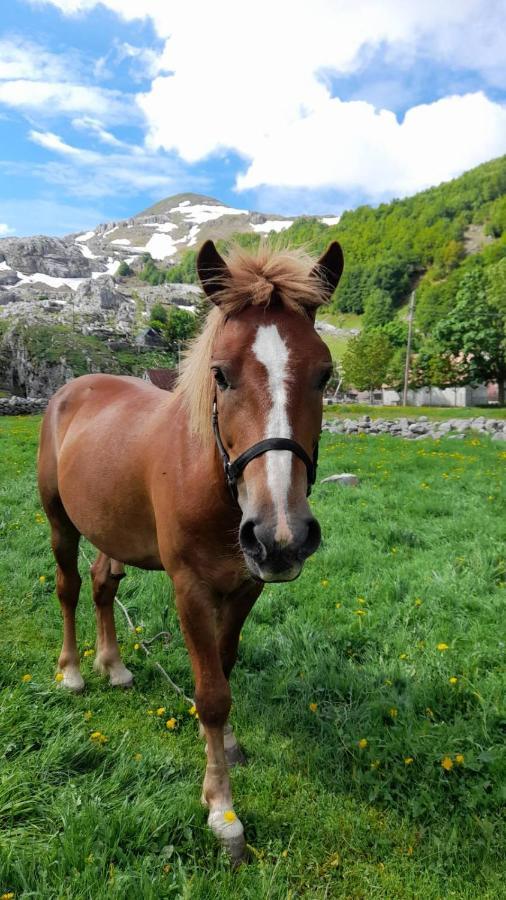 Katun Mokra Accommodation & Horseback Riding Podgorica Eksteriør bilde