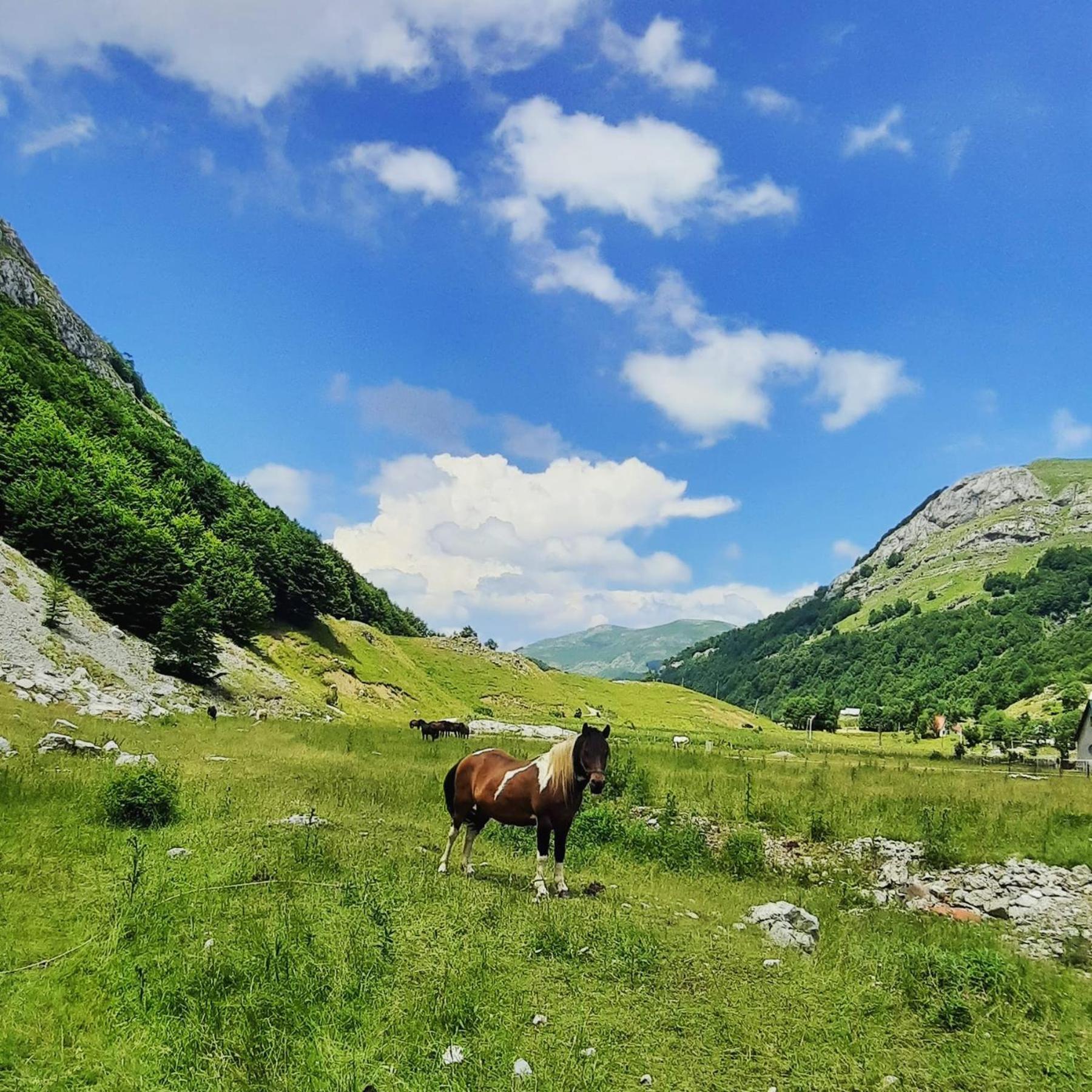 Katun Mokra Accommodation & Horseback Riding Podgorica Eksteriør bilde